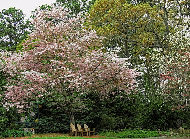 Tree_blooms