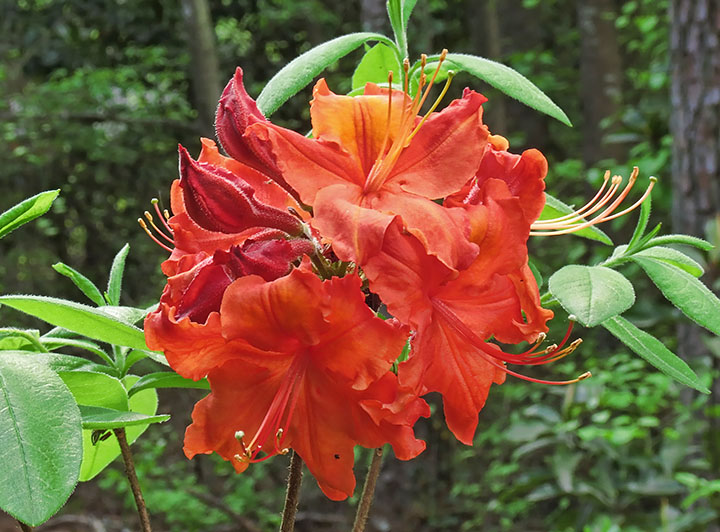 Flame_azalea