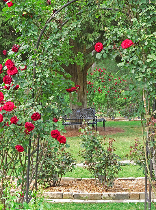 Rose_garden_arbor