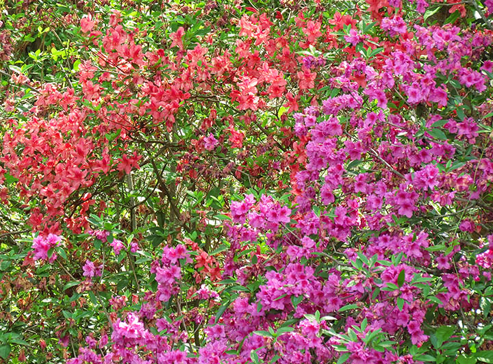 Azaleas