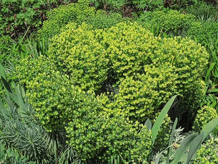 Euphorbia