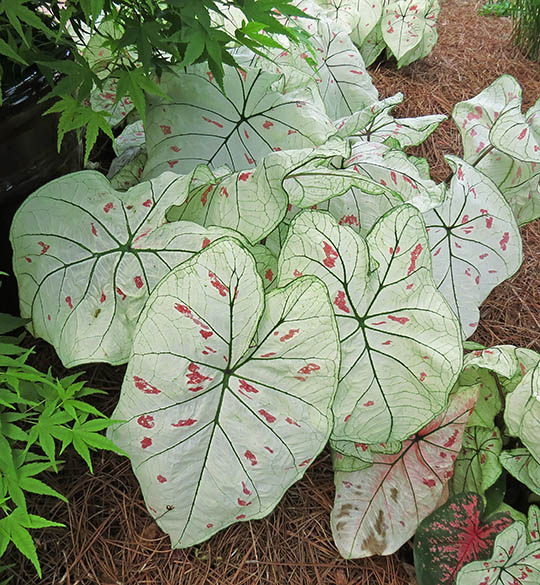 Caladiums