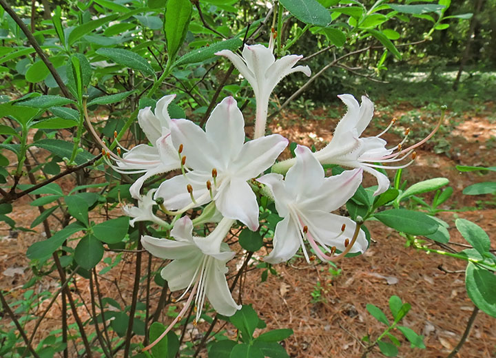 Native_azalea