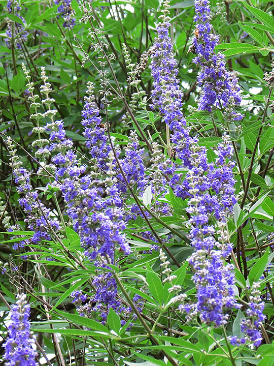 Vitex