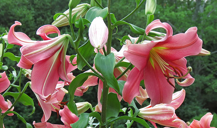 Pink_Lilies