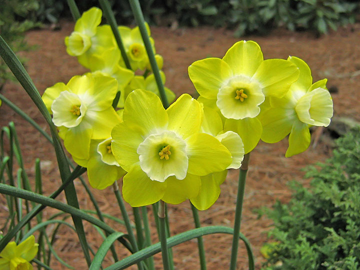 Daffodils