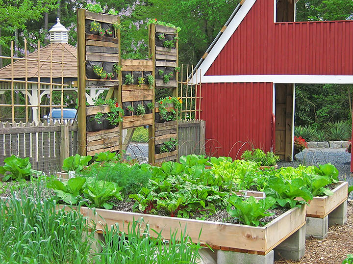 Vegetable_garden