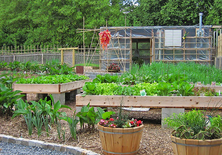 Vegetable_garden