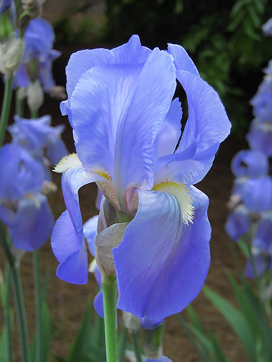 Iris