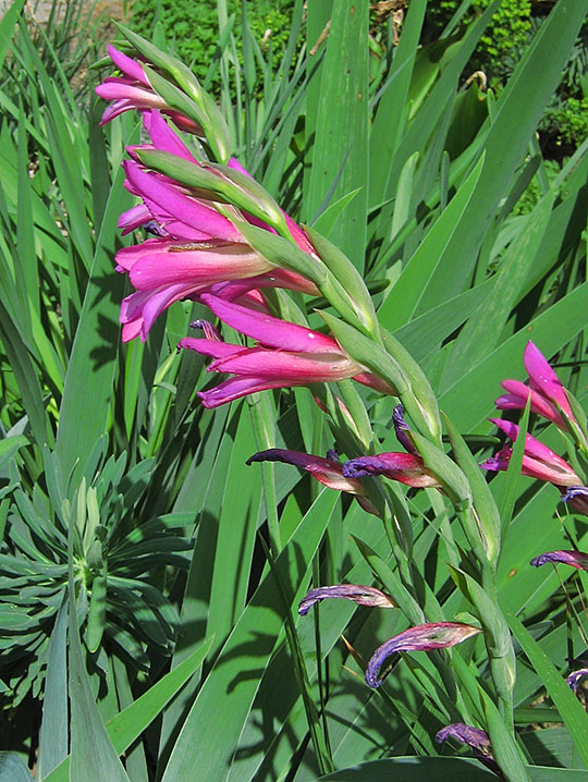 Gladiola