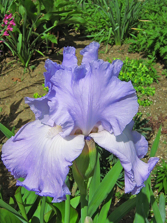 Iris