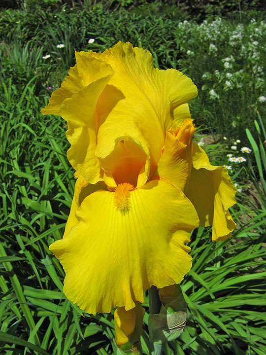 Iris