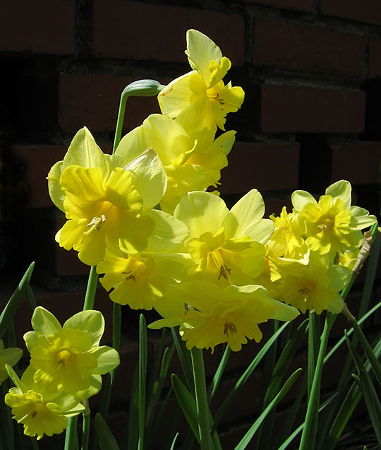 Jonquils