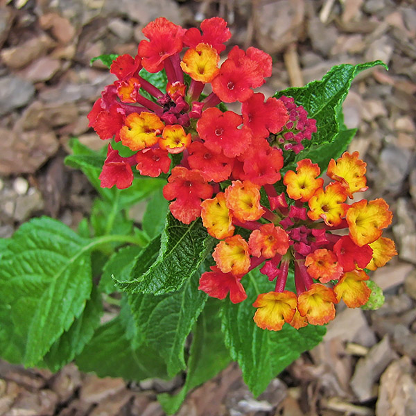 Lantana