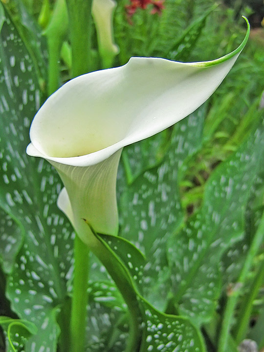 White_Lily