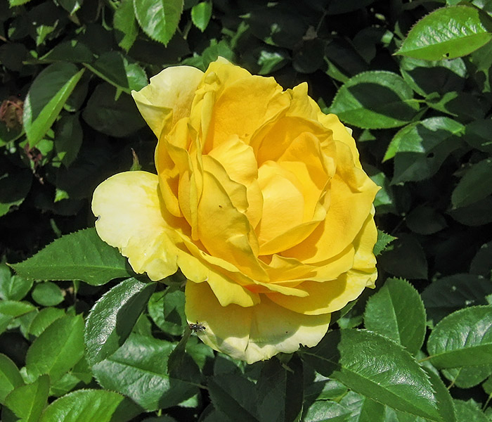 Yellow_Rose