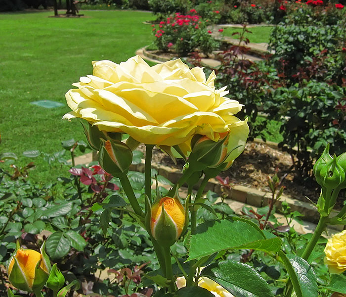 Yellow_rose