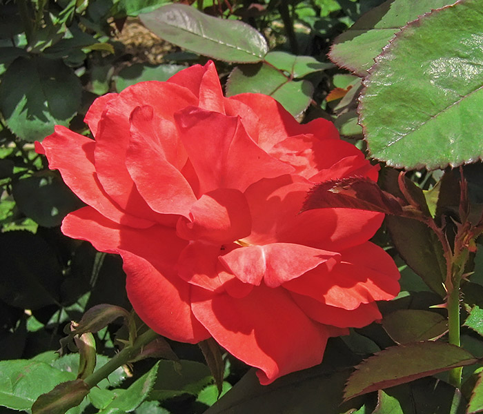 Red_Rose