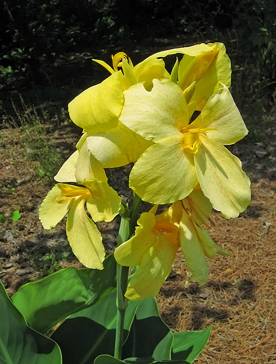 Yellow_Lily