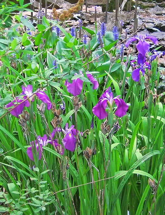 Pond_plants