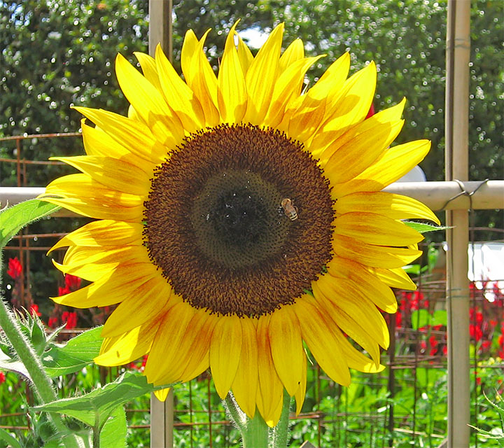 Sunflower