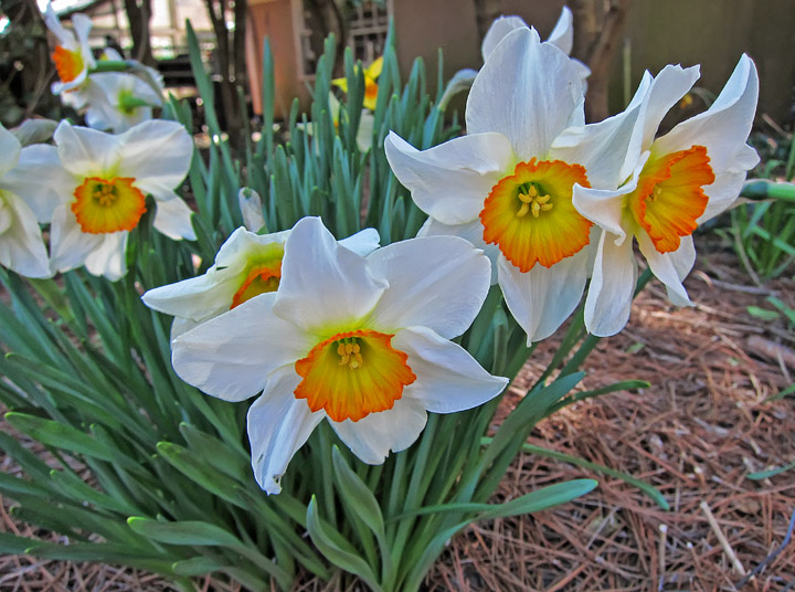 Daffodils