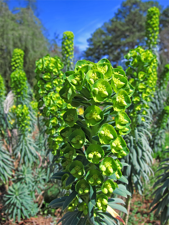 Euphorbia