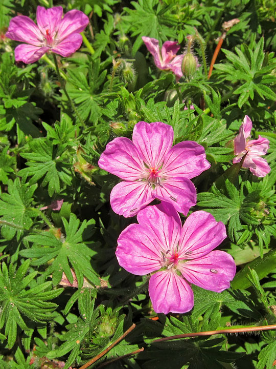 Pink_geranium