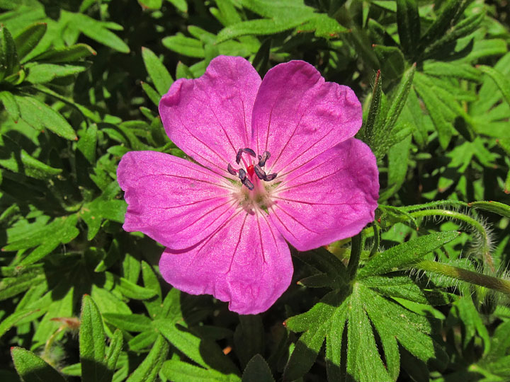 Pink_geranium
