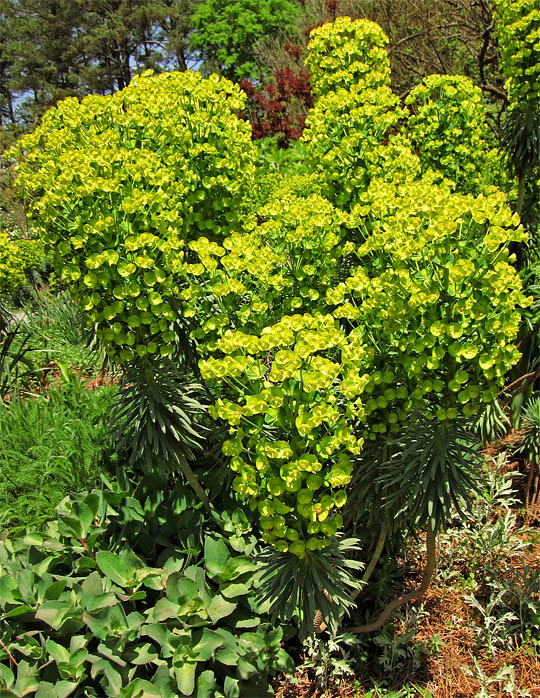 Euphorbia