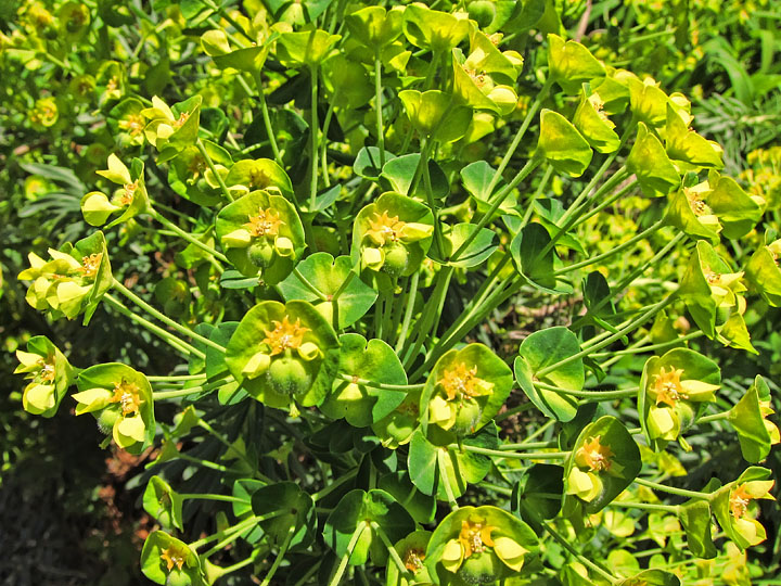 Euphorbia