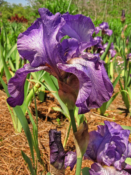 Iris