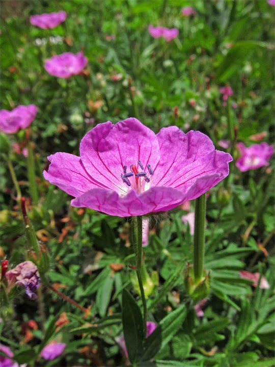 Pink Geranium