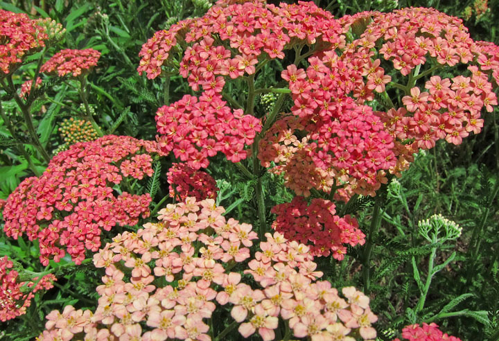 Yarrow