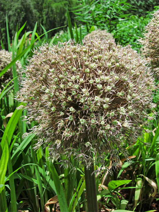 Allium