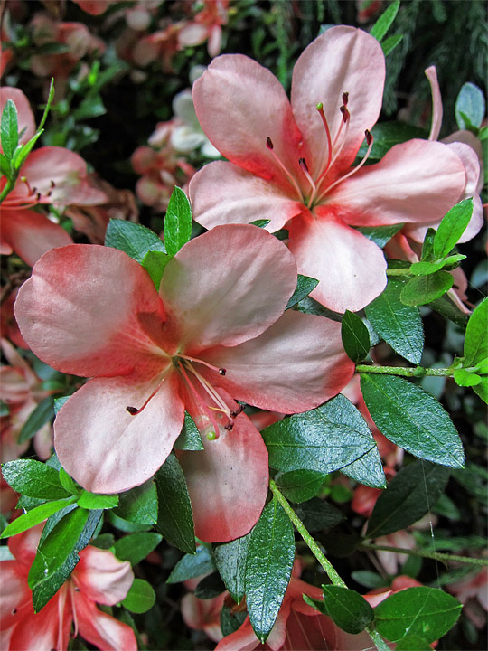 Azalea