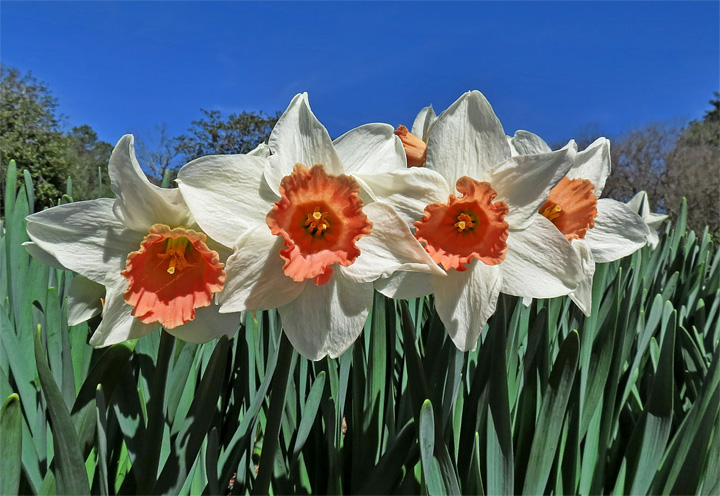 Daffodils