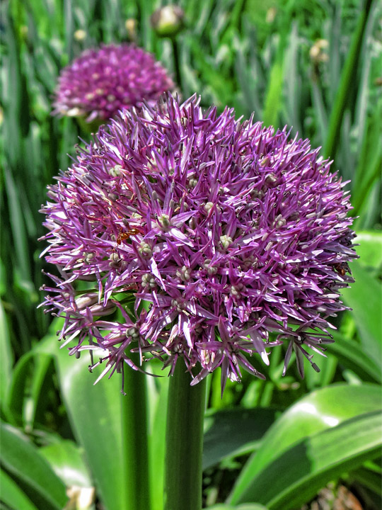 Allium