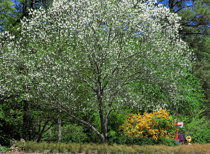 Dogwood_and_azalea