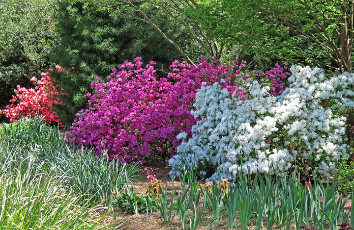 Azaleas