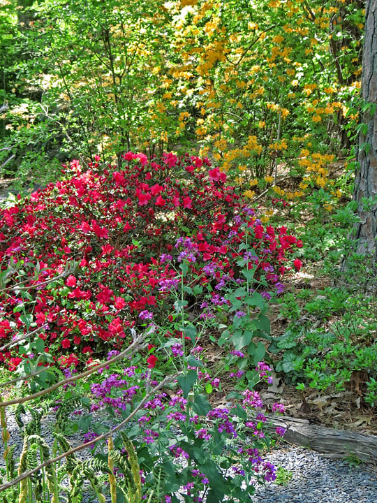 Azaleas_and_flowers