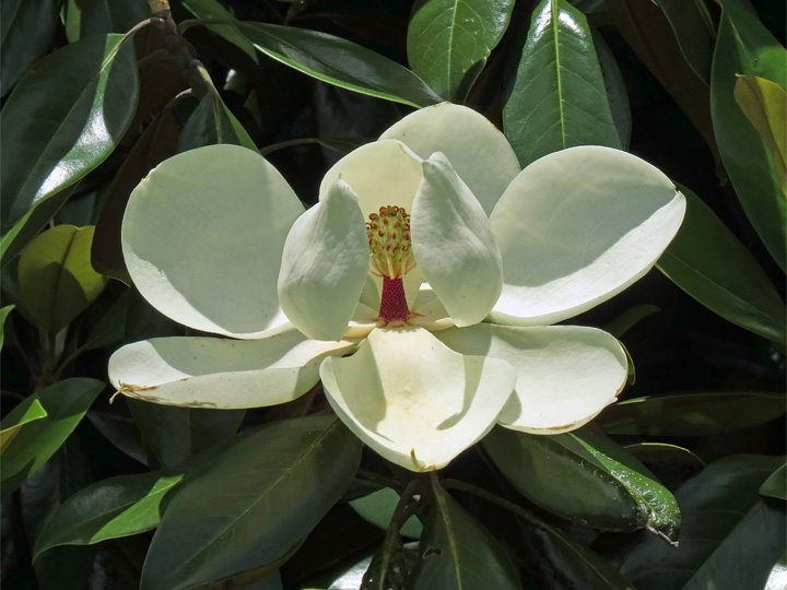 Magnolia