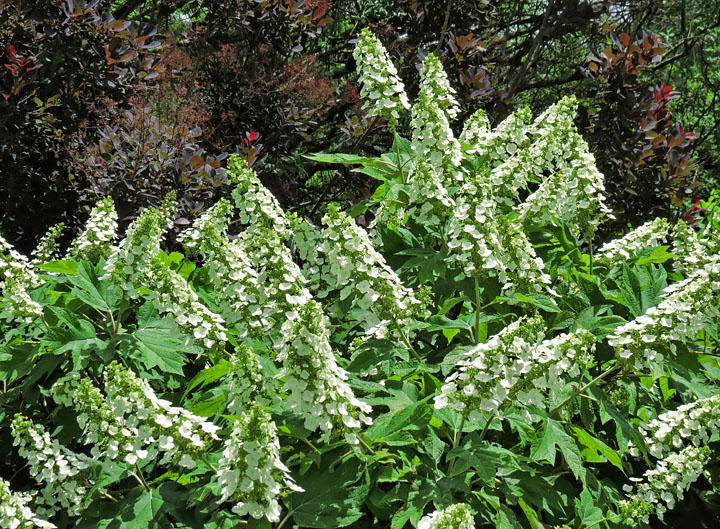 Oak_Leaf_Hydrangea