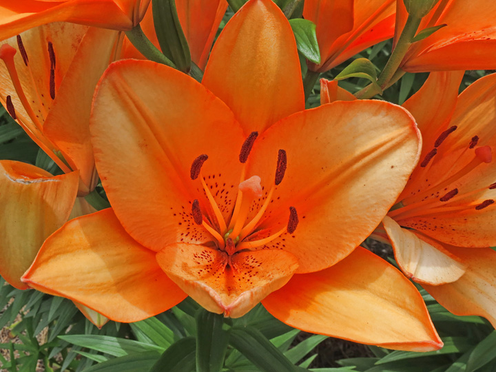 Orange_Lily