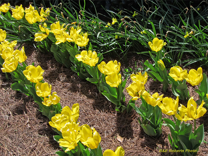 Tulips