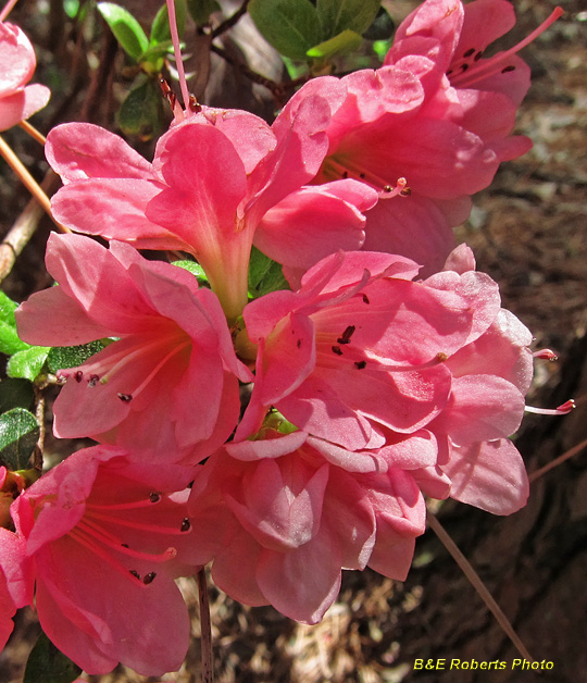 Azalea