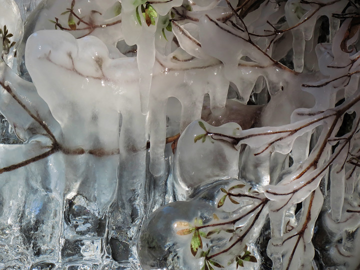 Ice_encased_twigs