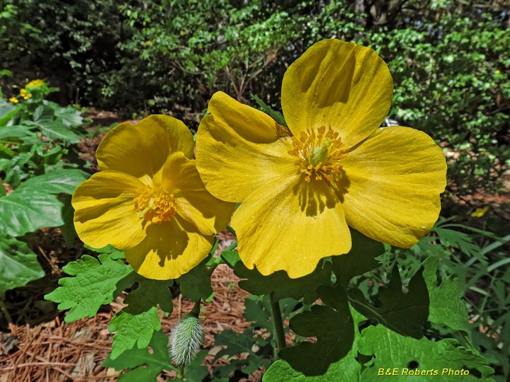 Wood_Poppy