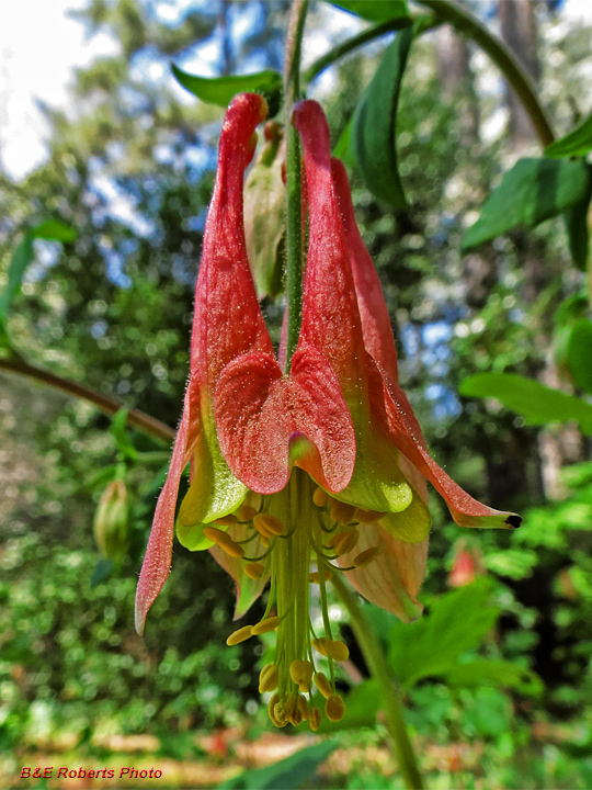 Columbine