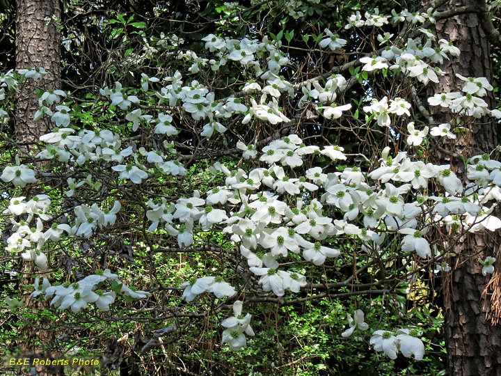 Dogwoods